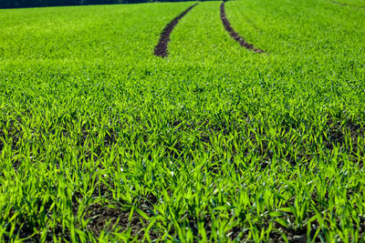 Scenic view of grassy field