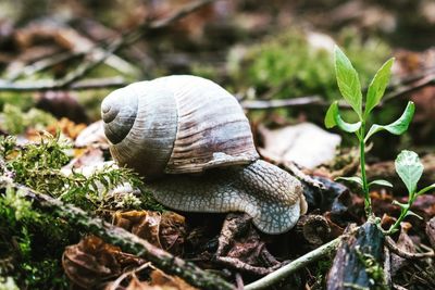 Close-up of snail