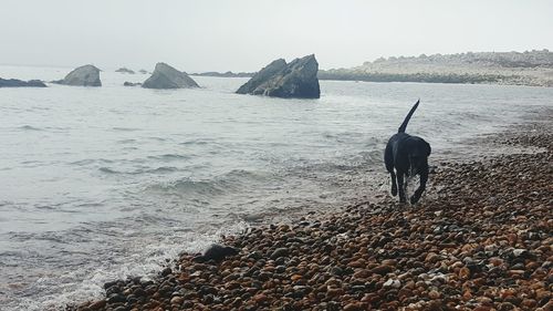 Dog on beach against clear sky