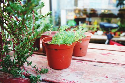 Close-up of potted plant on table