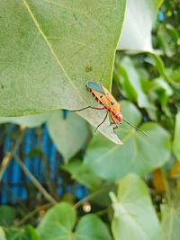 Close-up of insect on leaf