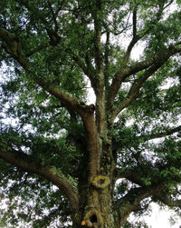 Low angle view of tree against sky