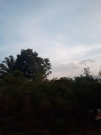 Low angle view of trees against sky during sunset