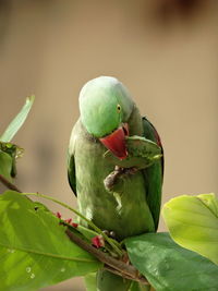 Alexandrine parakeet perching on plant