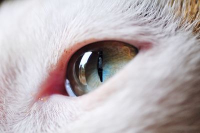 Close-up of cat