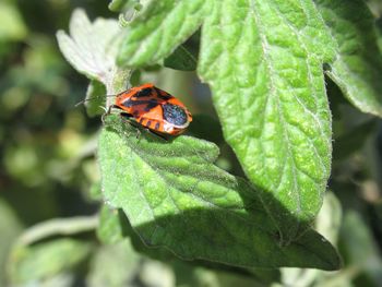 Close-up of ladybug on leaf