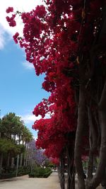 Low angle view of red flowering tree against sky