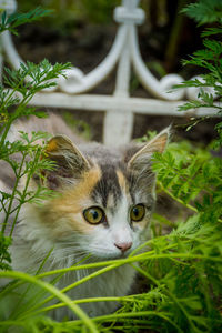 Portrait of a cat