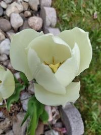 Close-up of white rose