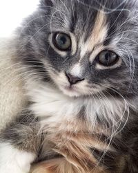 Close-up portrait of a cat