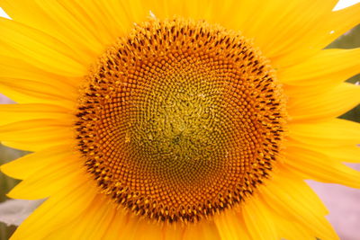 Close-up of sunflower