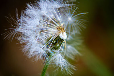 Close-up of dandelion flower