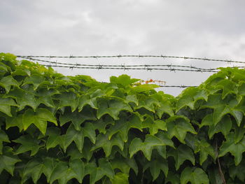 Low angle view of fresh green plants against sky