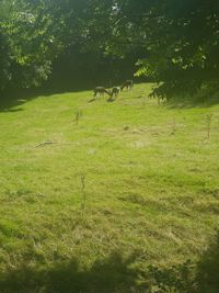 View of sheep on grassy field