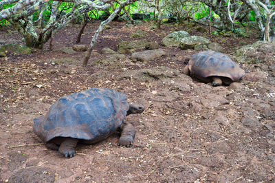 High angle view of tortoise on ground
