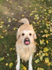 Portrait of dog standing outdoors