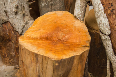 Close-up of tree trunk in forest