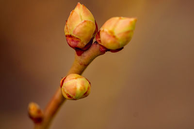 Close-up of berries on plant