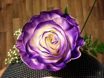 Close-up of purple rose blooming indoors