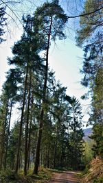 Low angle view of pine trees in forest against sky