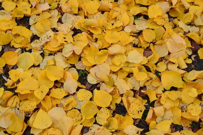 Full frame shot of yellow autumn leaves