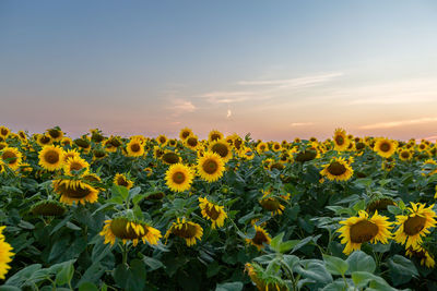 Field of blooming sunflowers on a background sunset