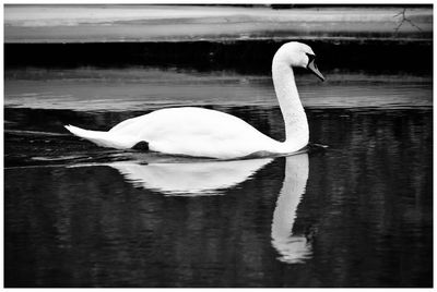 Swan floating on lake