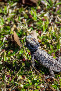 Close-up of lizard on grassy field