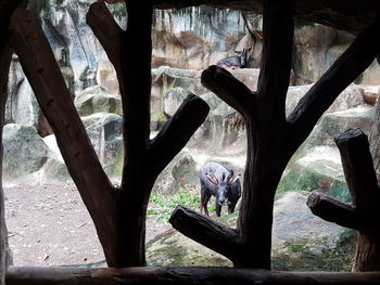 Rear view of man standing by tree trunk