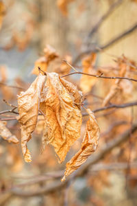 Close-up of dry leaves on plant