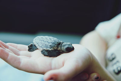 Close-up of hand holding small hatchling