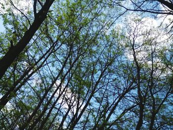 Low angle view of trees against sky