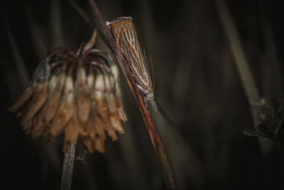close-up