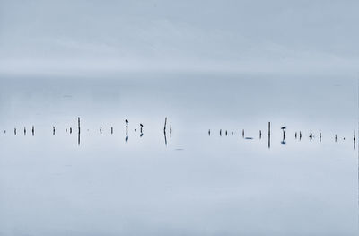 Flock of birds in snow against sky
