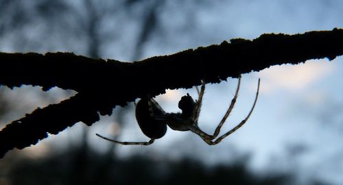 Close-up of branch against sky