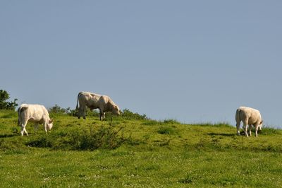 Horses grazing in a field