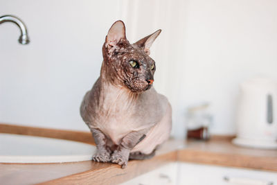 Cat sitting in a home