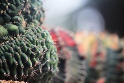 Close-up of cactus plant