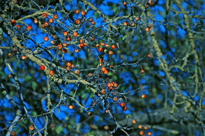 Close-up of berries growing on tree