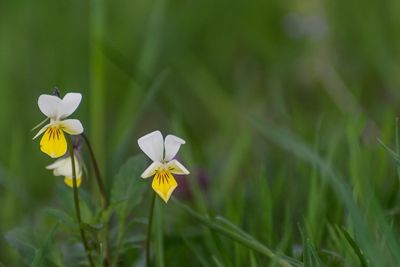 Close-up of flowers blooming on field