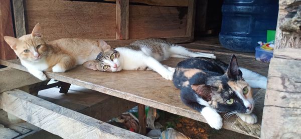 High angle view of cat resting