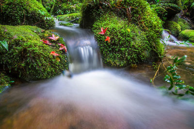 Waterfall in forest