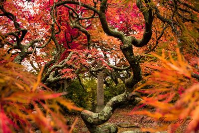 Low angle view of tree in autumn