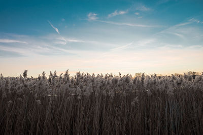 Plants growing on field against sky