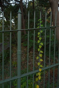 Close-up of metal railing against trees