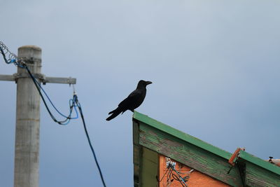 Low angle view of birds perching on tree