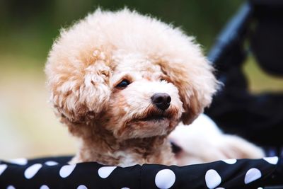 Close-up portrait of a dog