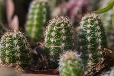 Close-up of succulent plants