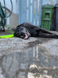 Dog lying by puddle on road