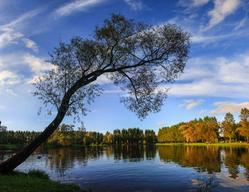 Reflection of trees in calm lake